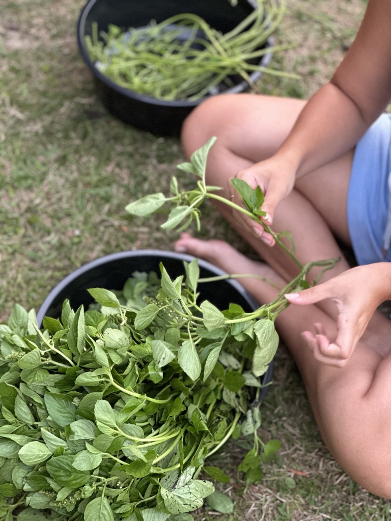 Ayurveda, Ervas, Sabedoria Ancestral